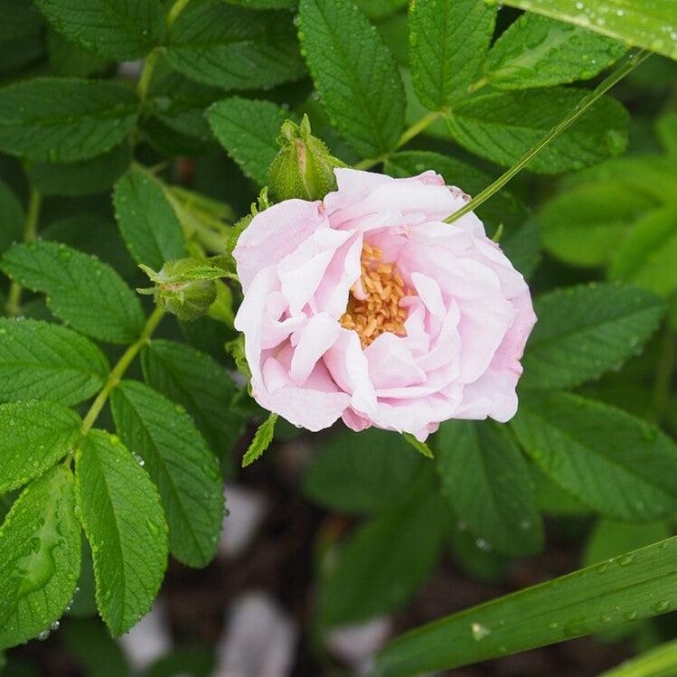 Rosa rugosa 'Schneekoppe'  - Snow Pavement Rugosa Rose