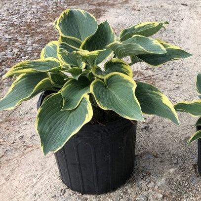Hosta 'First Frost'  - First Frost Hosta
