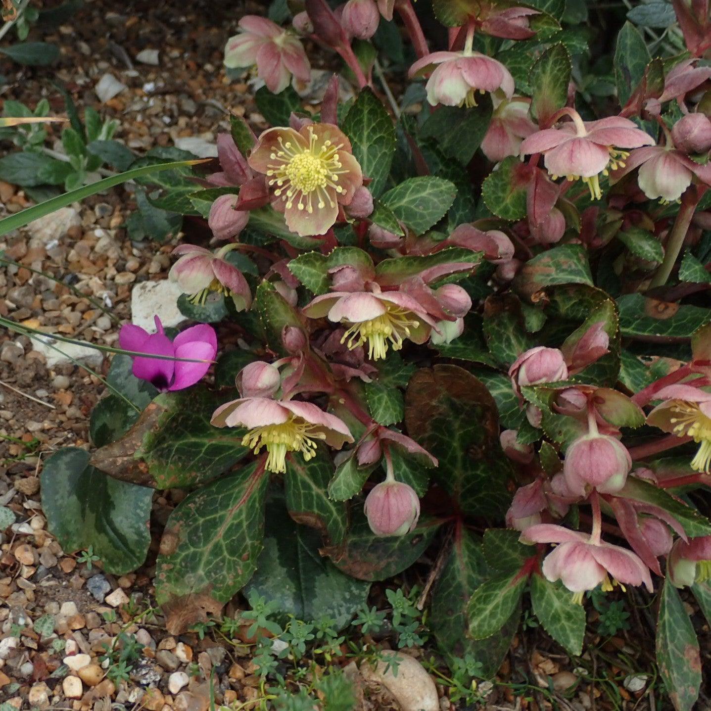 Helleborus x hybridus 'RD09'  - FrostKiss™ Pippa's Purple Lenten Rose