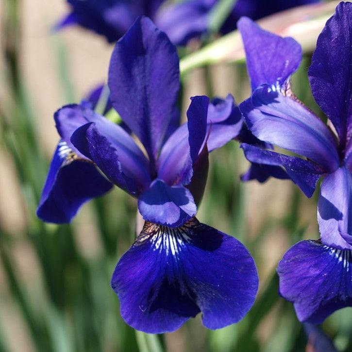 Iris sibirica 'Caesar's Brother'  - Caesar's Brother Siberian Iris