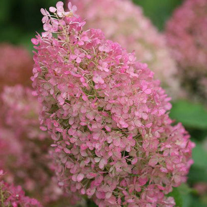 Hydrangea paniculata 'Ilvobo' PP22782  - Proven Winners® Color Choice® Bobo® Hydrangea