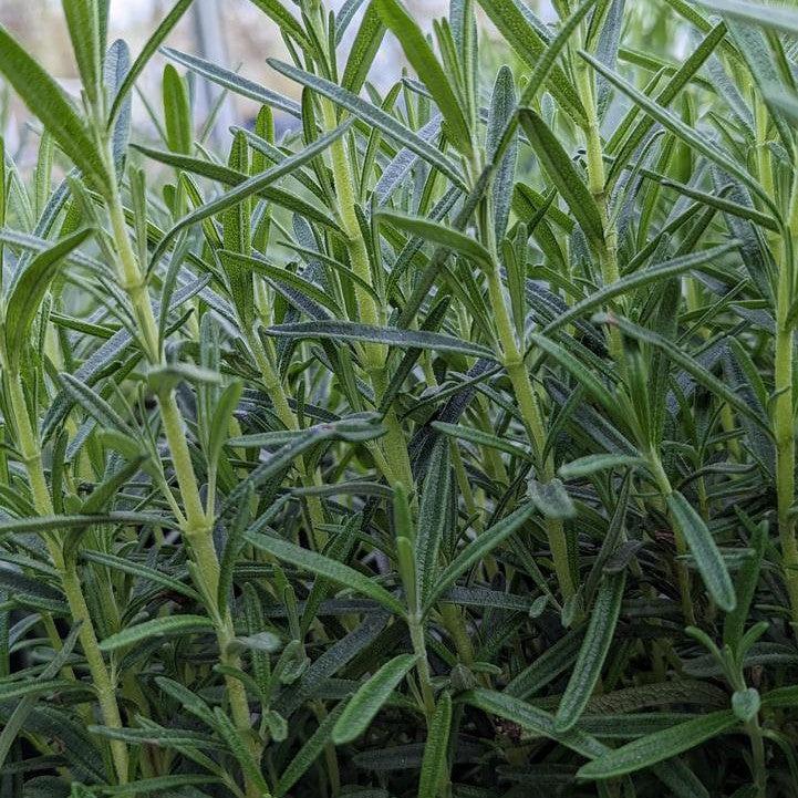 Rosmarinus officinalis 'Gorizia'  - Gorizia Rosemary
