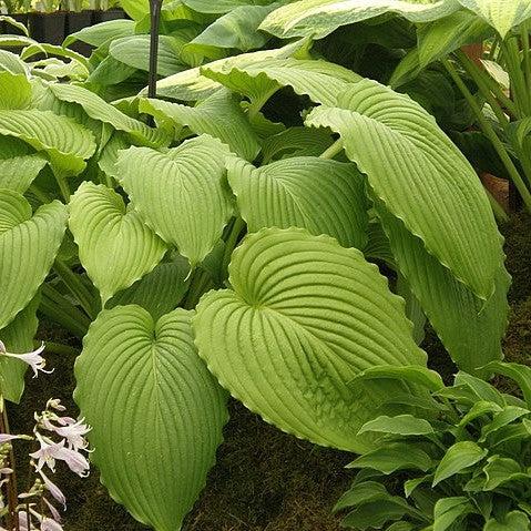 Hosta 'Dancing Queen'  - Dancing Queen Hosta