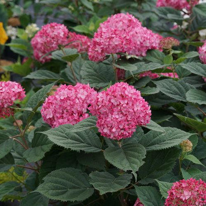 Hydrangea arborescens 'NCHA3'  - Invincibelle® Ruby Hydrangea