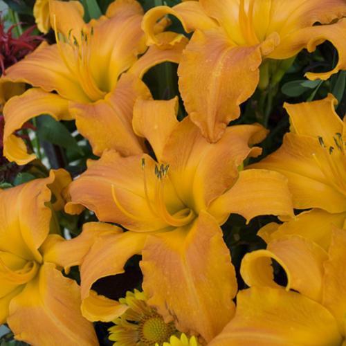 Hemerocallis 'Primal Scream'  - Rainbow Rhythm® 'Primal Scream' Daylily