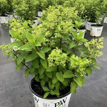 Hydrangea paniculata 'Ilvobo' PP22782  - Proven Winners® Color Choice® Bobo® Hydrangea