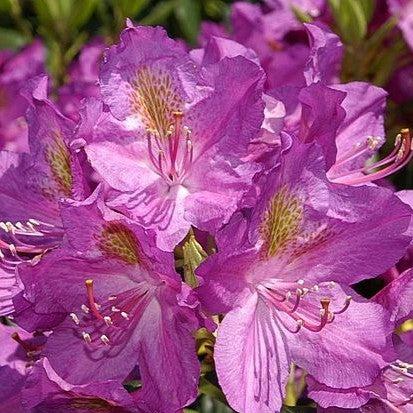 Rhododendron x 'Lee's Dark Purple'  - Lee's Dark Purple Rhododendron