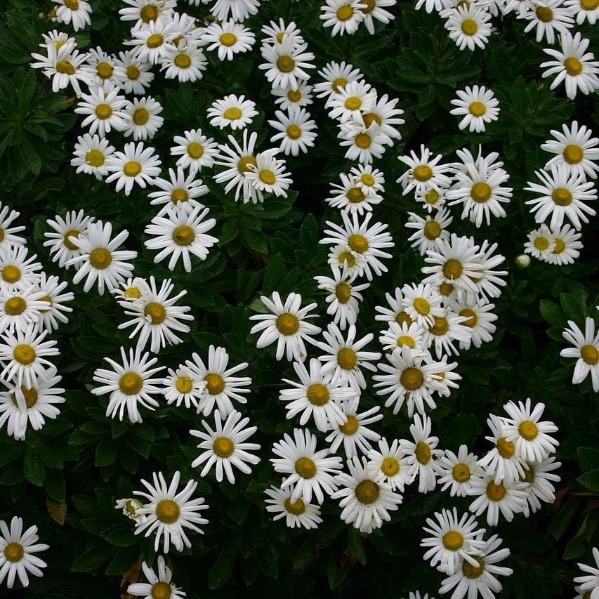 Nipponanthemum niponicum  - Nippon Daisy