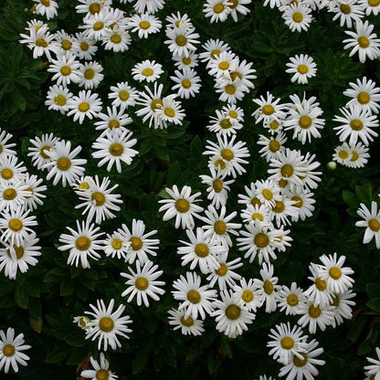 Nipponanthemum niponicum  - Nippon Daisy