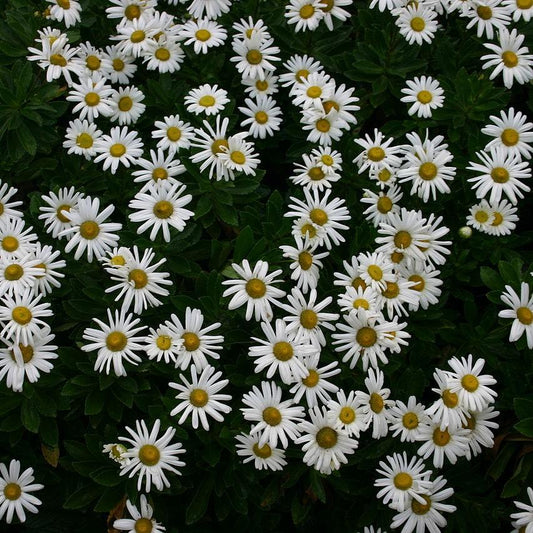 Nipponanthemum niponicum  - Nippon Daisy