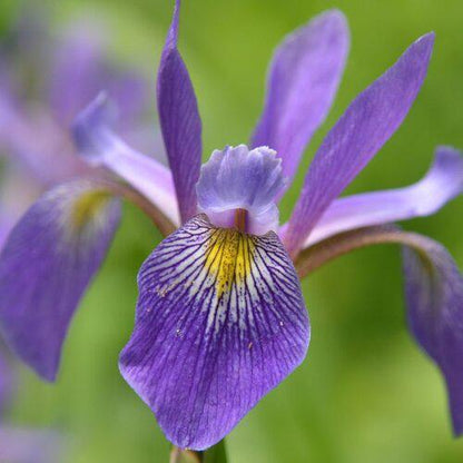 Iris versicolor 'Purple Flame'  - Purple Flame Blue Flag Iris