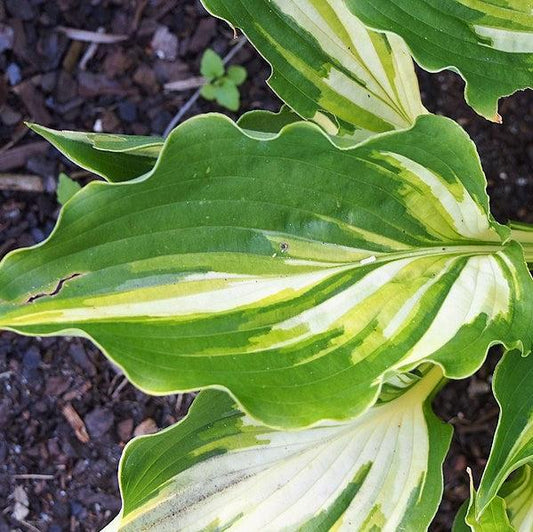 Hosta 'Lakeside Paisley Print'  - Lakeside Paisley Print Hosta
