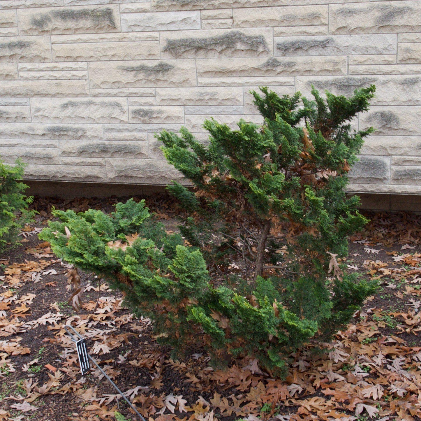 Chamaecyparis obtusa 'Gracilis'  - Slender Hinoki False Cypress