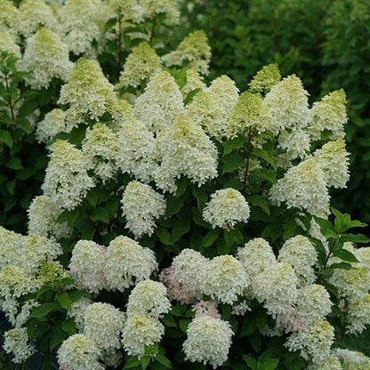 Hydrangea paniculata 'SMNHPM'  - Quick Fire Fab® Hydrangea