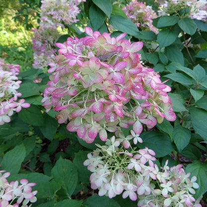 Hydrangea paniculata 'Limelight'  - Proven Winners® Limelight® Hydrangea