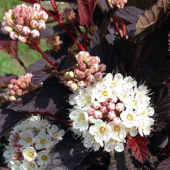 Physocarpus opulifolius 'SMPOCG'  - Chroma Chameleon™ Ninebark