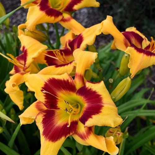 Hemerocallis 'Tiger Swirl'  - Rainbow Rhythm® Tiger Swirl Daylily