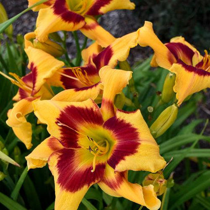 Hemerocallis 'Tiger Swirl'  - Rainbow Rhythm® Tiger Swirl Daylily