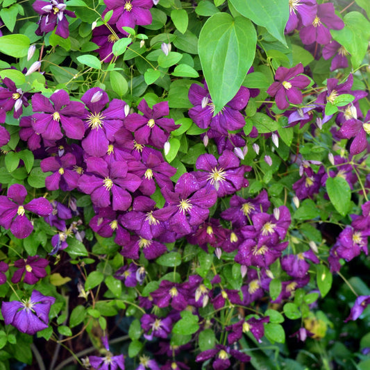 Clematis 'Jackmanii Superba'  - Jackmanii Superba Clematis