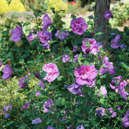 Hibiscus syriacus 'SMNHSPCL'  - Dark Lavender Chiffon® Rose of Sharon