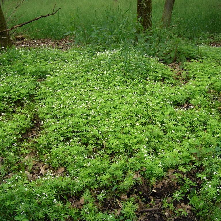 Galium odoratum  - Sweet Woodruff