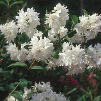 Philadelphus 'Buckleys Quill'  - Buckleys Quill Mockorange