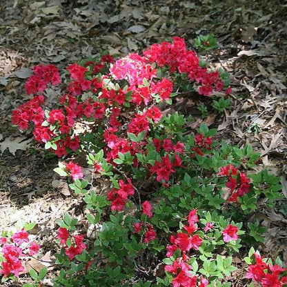 Rhododendron 'Bixby'  - Bixby Azalea
