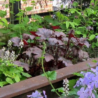 Heuchera x 'Frosted Violet'  - Frosted Violet Coral Bells