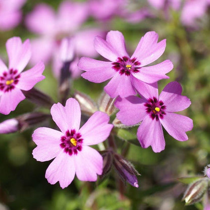 Phlox subulata 'Eye Candy'  - Eye Candy Creeping Phlox