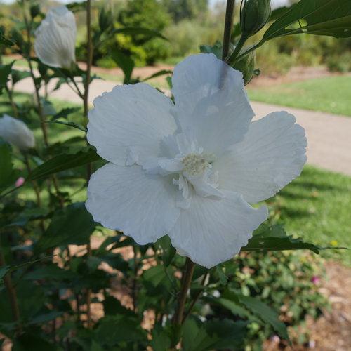Hibiscus syriacus 'Gandini van Aart'  - PW® White Pillar® Rose of Sharon