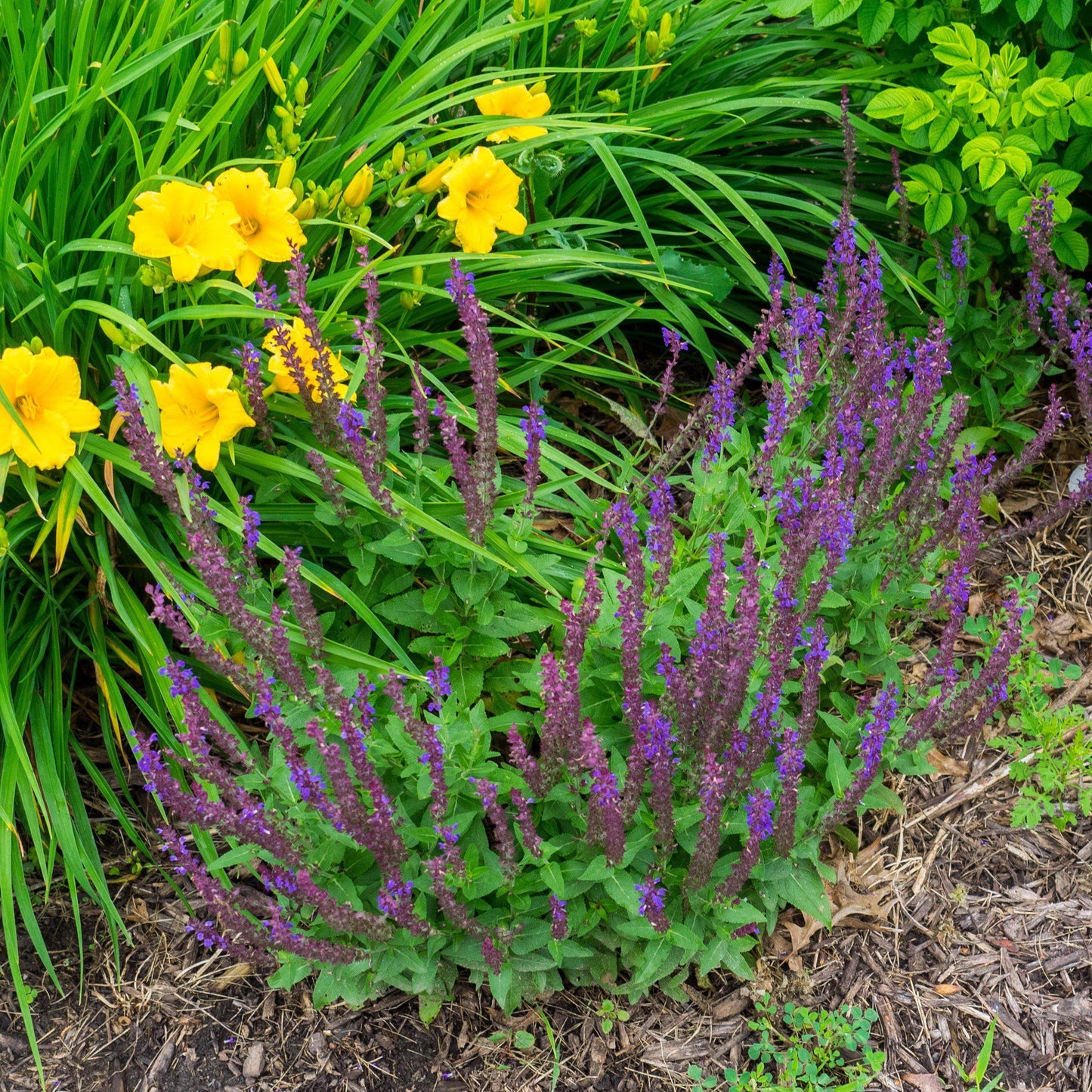Salvia nemorosa 'Haeumanarc'  - Marcus® Meadow Sage