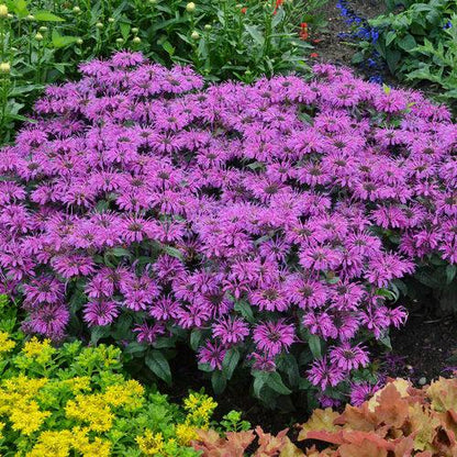 Monarda 'Leading Lady Plum' PP26,447  - PW® Leading Lady Plum Bee Balm
