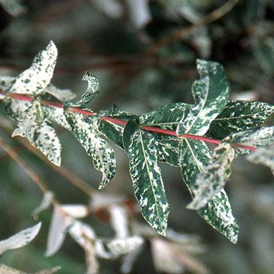 Salix integra 'Hakuro Nishiki'  - Dappled Willow