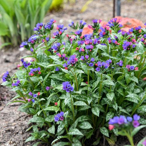 Pulmonaria 'Spot on'  - PW® Spot On Lungwort