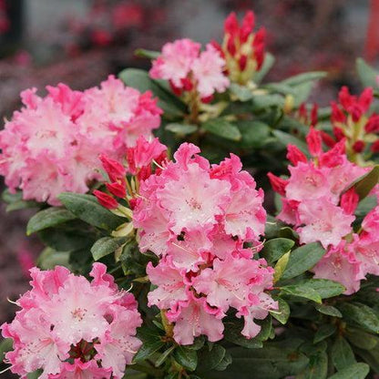 Rhododendron x 'NCRX1'  - Dandy Man Color Wheel® Rhododendron
