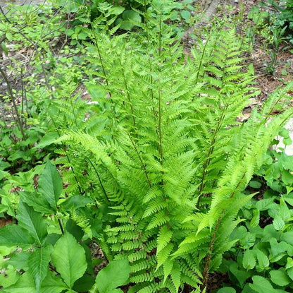 Dryopteris marginalis  - Eastern Wood Fern, Leatherwood Fern