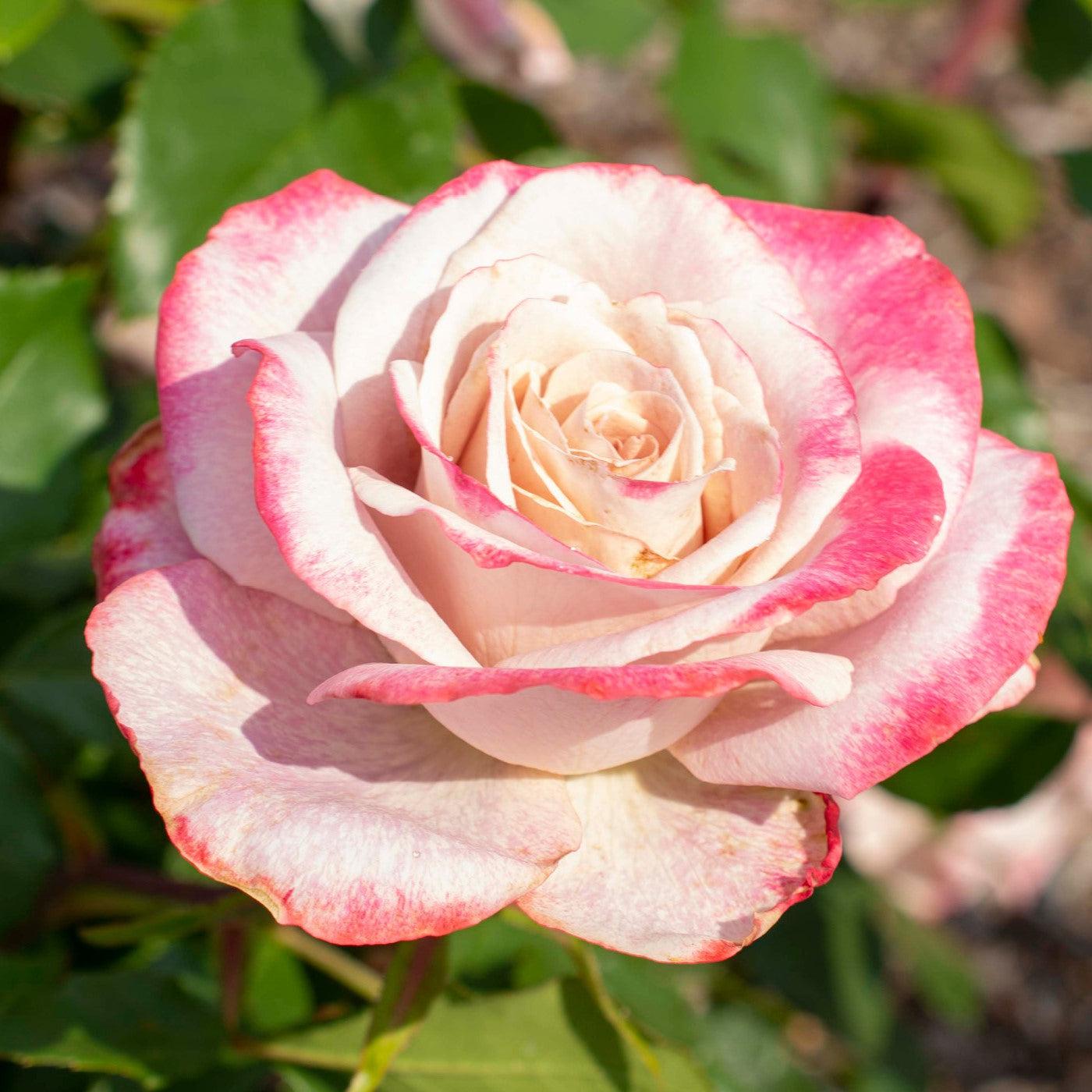 Rosa 'Meivanae'  - Pinkerbelle™ Rose