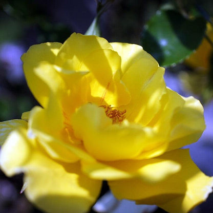 Rosa 'Golden Showers'  - Golden Showers Rose