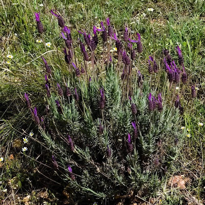 Lavandula stoechas 'Anouk Deluxe 1225'  - Primavera Spanish Lavender