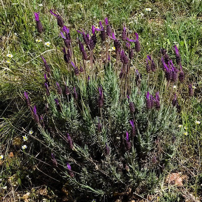Lavandula stoechas 'Anouk Deluxe 1225'  - Primavera Spanish Lavender