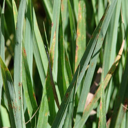 Cymbopogon citratus  - Lemongrass