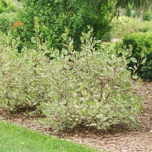Cornus alba 'Verpaalen2' PP34,377  - Sgt. Pepper™ Dogwood