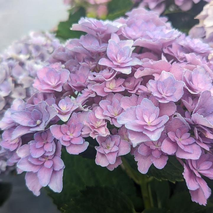 Hydrangea macrophylla ‘Hortmafarfa’ PP32,164  - Bloomin' Easy® Starfield™ Hydrangea
