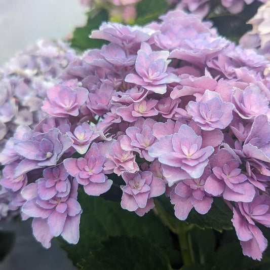 Hydrangea macrophylla ‘Hortmafarfa’ PP32,164  - Bloomin' Easy® Starfield™ Hydrangea