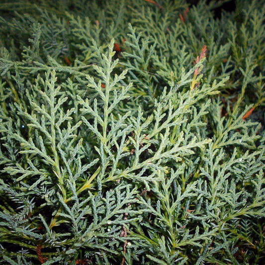 Juniperus virginiana 'Grey Owl'  - Grey Owl Juniper