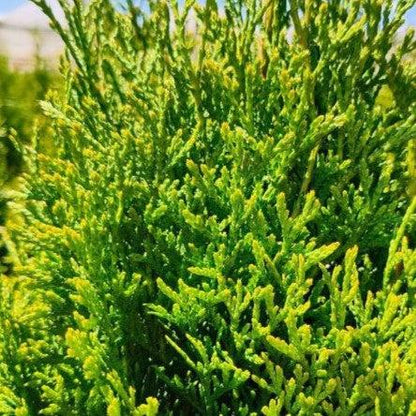 Thuja occidentalis 'Art Boe' PP22,174  - North Pole® Arborvitae