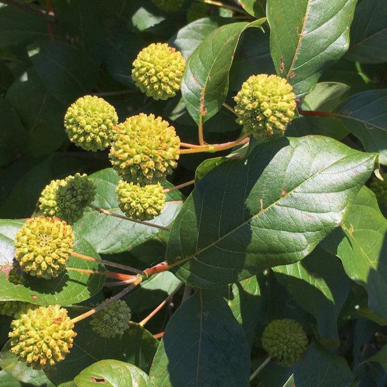 Cephalanthus occidentalis 'Kolmoon'  - Magical® Moonlight Buttonbush