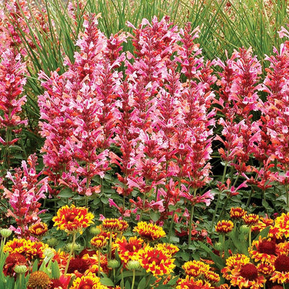 Agastache 'Kudos Ambrosia'  -  Kudos™ Ambrosia Hummingbird Mint, Hyssop
