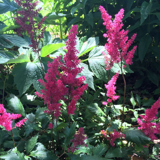 Astilbe 'Versred'  - Younique™ Ruby Red Astilbe