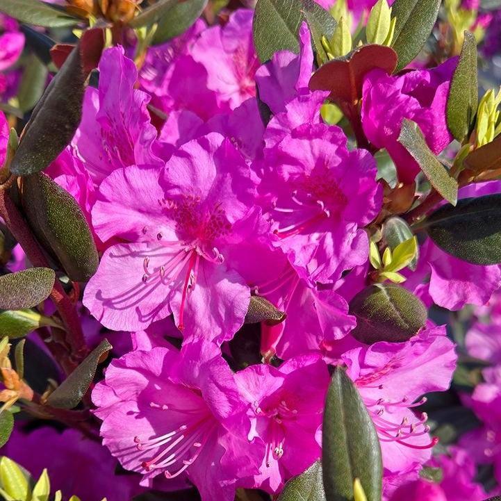 Rhododendron x 'NCRX2'  - Black Hat® Rhododendron